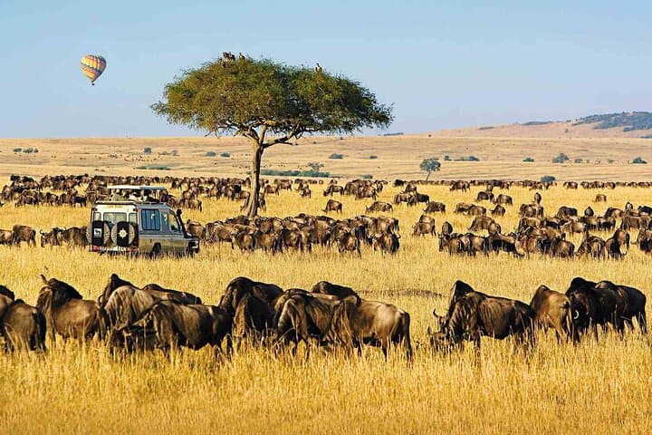 3-Day Masai Mara Safari: Big Five, Migration & Lake Nakuru photo 6