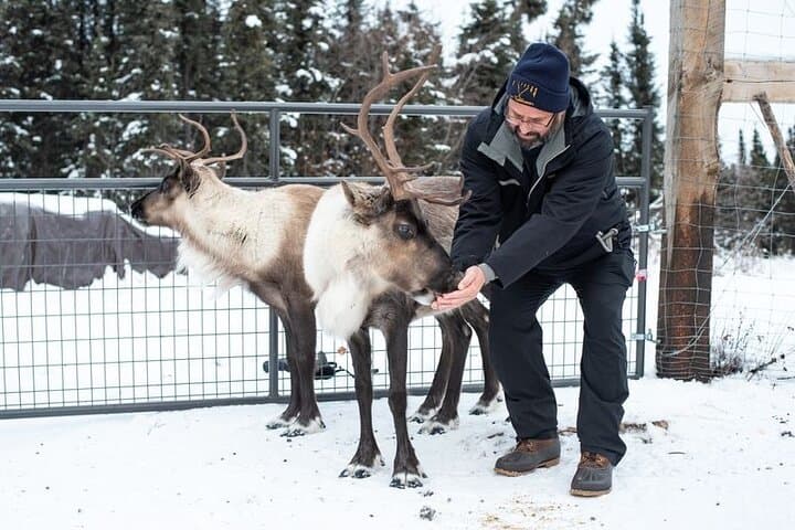 Reindeer Meet and Greet Near Fairbanks: Hands-On Alaskan Wildlife Experience photo 1