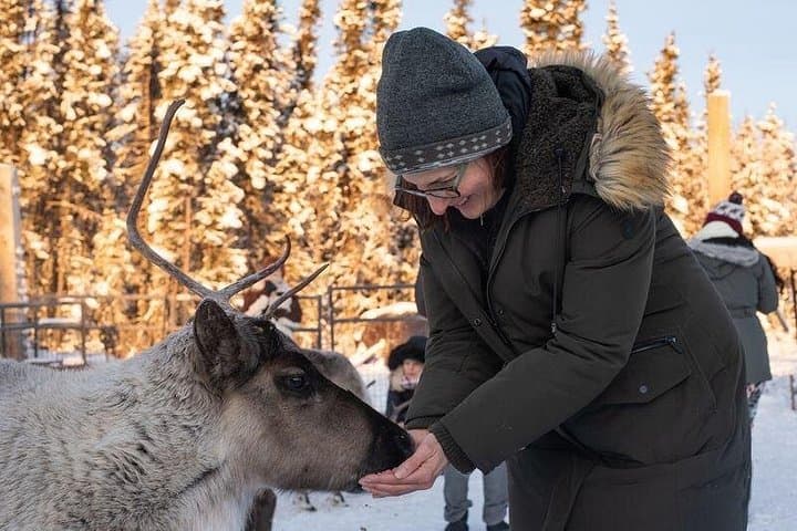 Reindeer Meet and Greet Near Fairbanks: Hands-On Alaskan Wildlife Experience photo 3