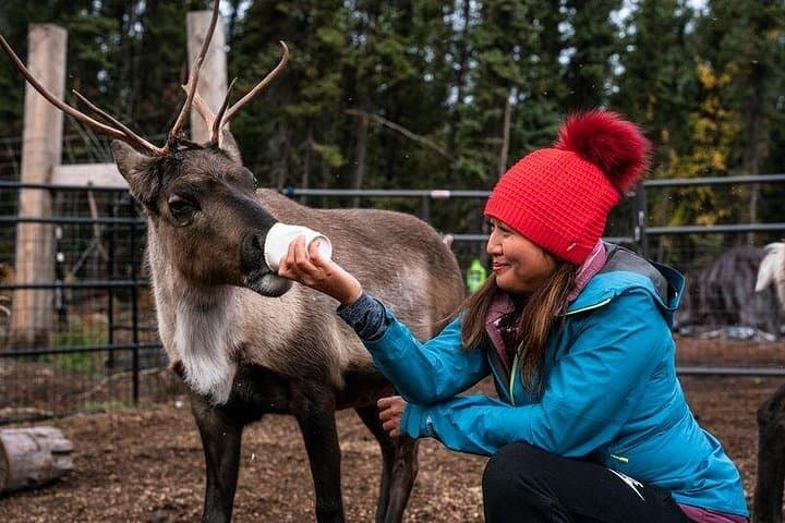 Reindeer Meet and Greet Near Fairbanks: Hands-On Alaskan Wildlife Experience photo 4