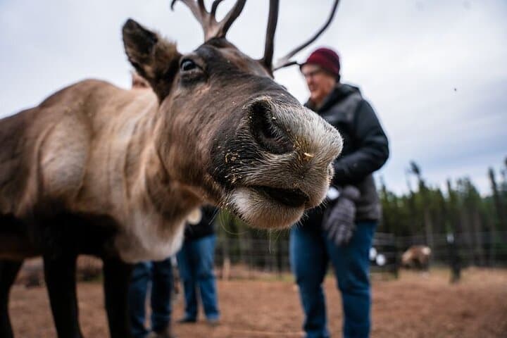 Reindeer Meet and Greet Near Fairbanks: Hands-On Alaskan Wildlife Experience photo 2