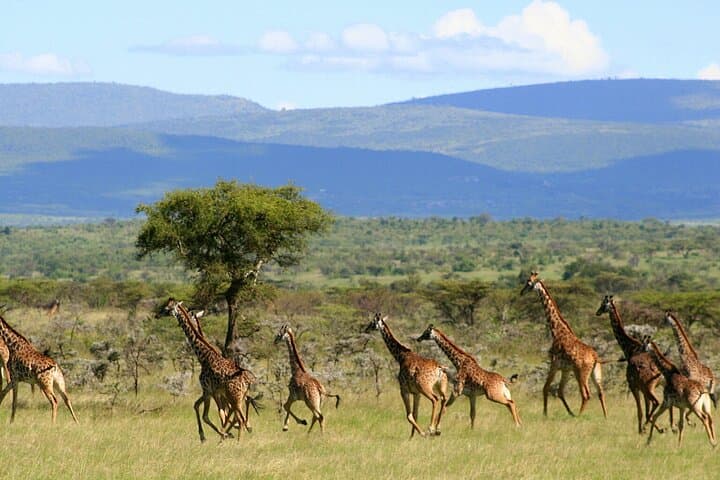 3-Day Masai Mara Safari: Big Five, River Crossings & Tented Camp Adventure photo 2