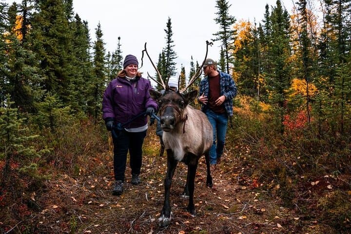 Walking with Reindeer in Fairbanks: Boreal Forest Reindeer Experience photo 6