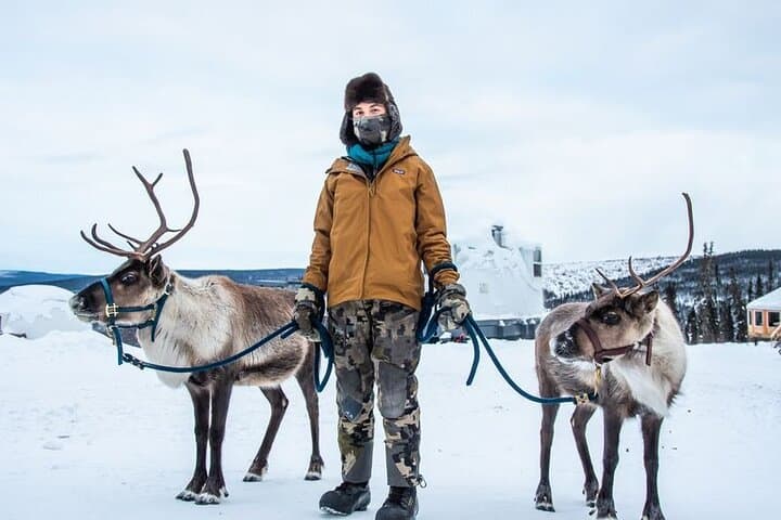 Walking with Reindeer in Fairbanks: Boreal Forest Reindeer Experience photo 3