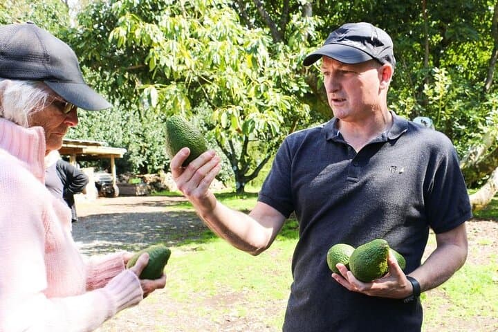 Kwizine Foodie Tour — Western Bay of Plenty Kiwifruit, Avocado & Superfood Tastings