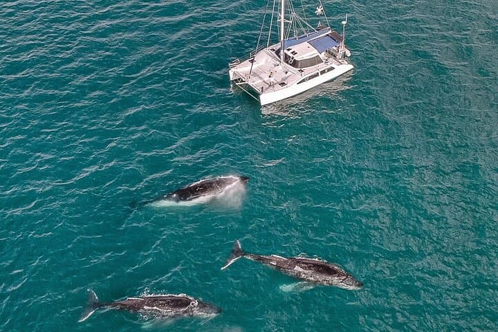 Private Overnight Skippered Humpback Whale-Watching Charter from Hervey Bay