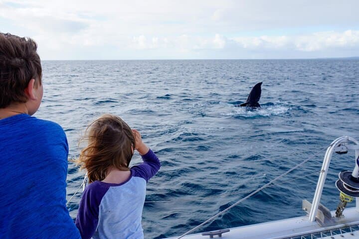 Private Overnight Skippered Humpback Whale-Watching Charter from Hervey Bay photo 5