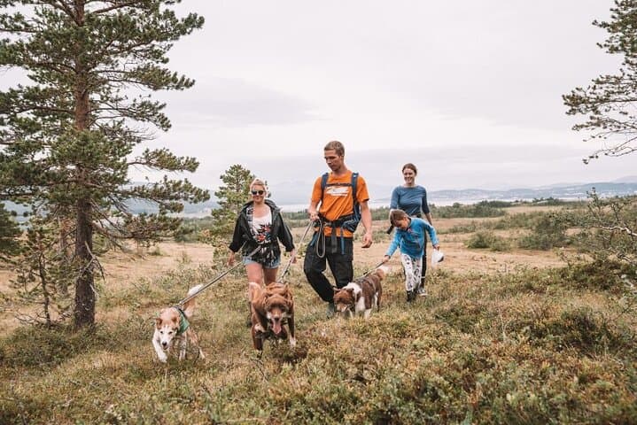 Husky Hike and Puppy Visit Near Tromsø: Fjord Views, Huskies & Open-Fire Lunch