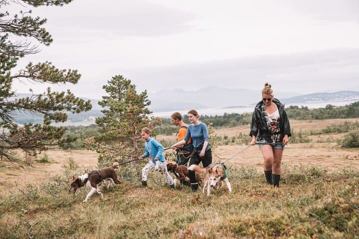 Husky Hike and Puppy Visit Near Tromsø: Fjord Views, Huskies & Open-Fire Lunch photo 2