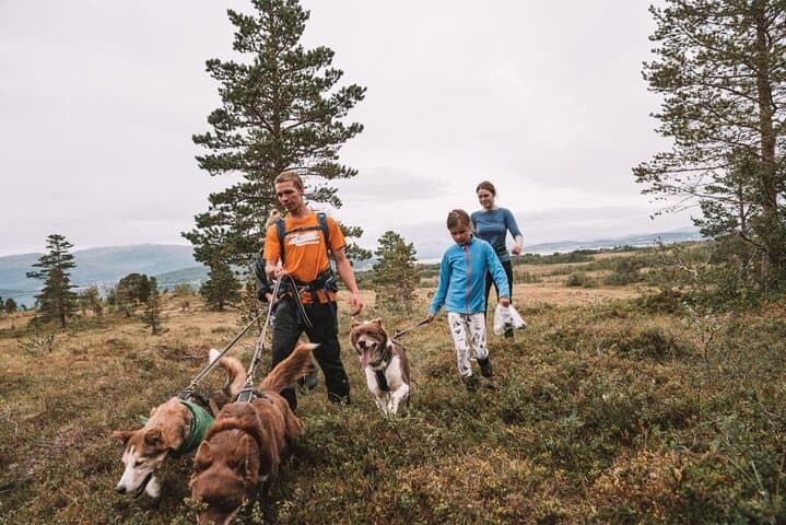 Husky Hike and Puppy Visit Near Tromsø: Fjord Views, Huskies & Open-Fire Lunch photo 3