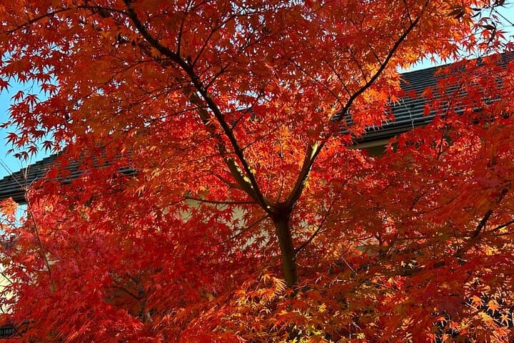 Kyoto Satoyama E-Bike Tour: Sonobe Cycling, Soba & Shrine Visits photo 4