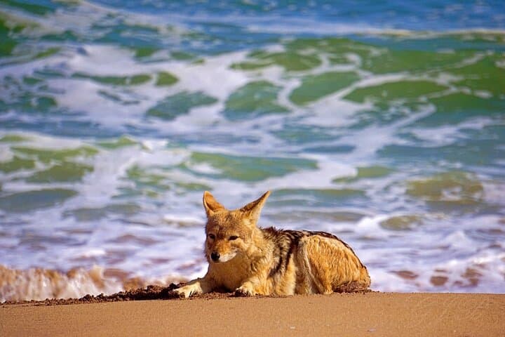 Sandwich Harbour 4x4: Desert-to-Ocean Dune Cruise from Walvis Bay photo 4