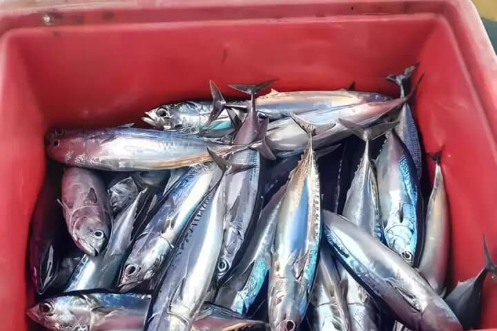 East Bali Private Fishing Charter — Deep-Sea Catch & BBQ from Padangbai photo 4
