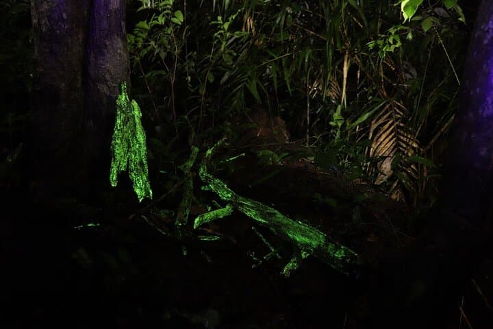 Night Walk to See Bioluminescent Fungi in Goa's Western Ghats