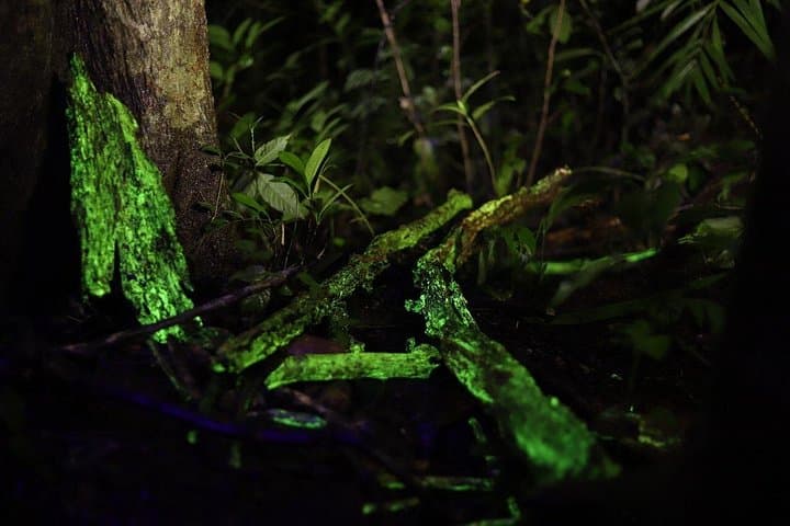 Night Walk to See Bioluminescent Fungi in Goa's Western Ghats photo 4
