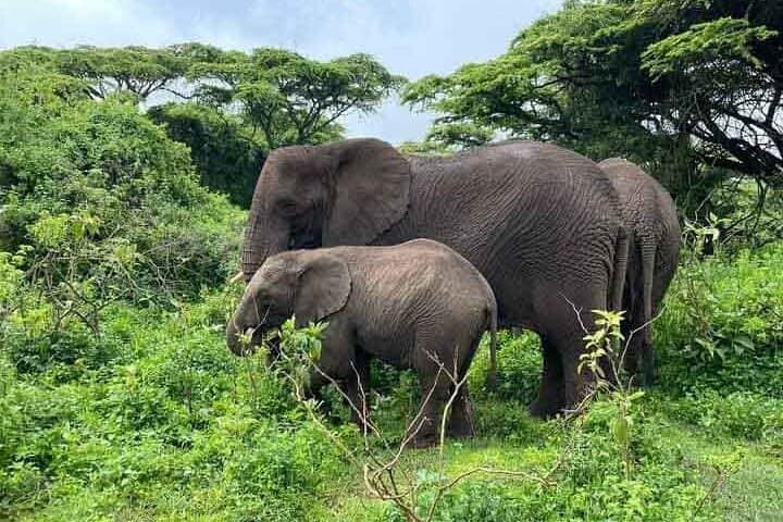 Arusha to Tarangire Full-Day Safari: Guided Game Drive, Lunch & Wildlife