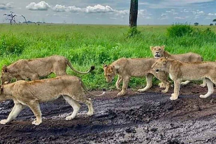 Arusha to Tarangire Full-Day Safari: Guided Game Drive, Lunch & Wildlife photo 2