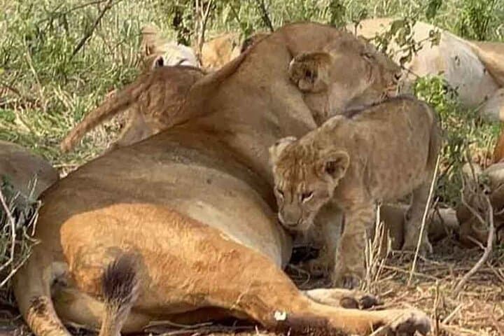 Arusha to Tarangire Full-Day Safari: Guided Game Drive, Lunch & Wildlife photo 3