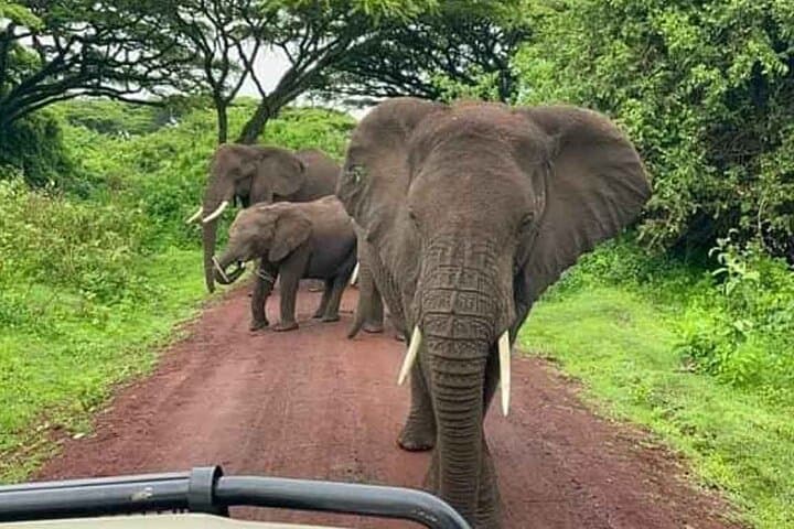 Arusha to Tarangire Full-Day Safari: Guided Game Drive, Lunch & Wildlife photo 4