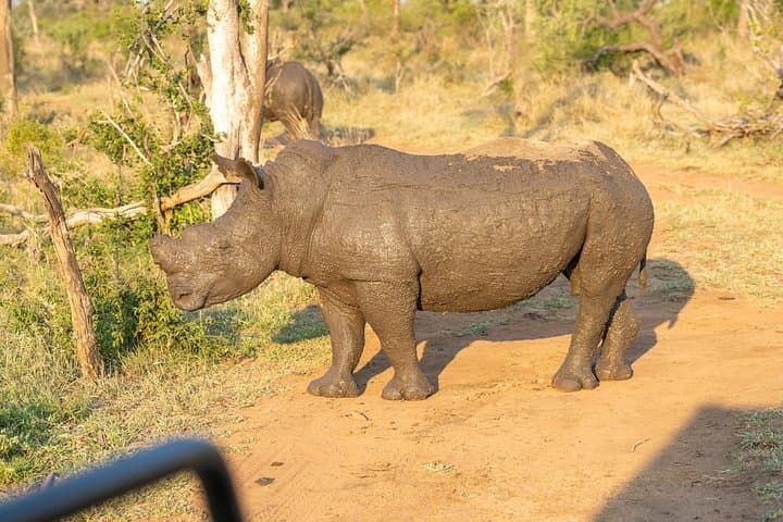 Big 5 Afternoon Safari in Kruger: Afternoon Game Drive from Hoedspruit photo 2