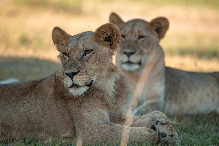 One Day Akagera Wildlife Safari — Big Five Game Drive from Kigali