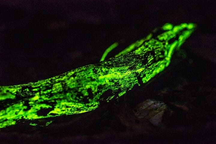 Night Walk to See Bioluminescent Fungi in Goa's Western Ghats photo 2