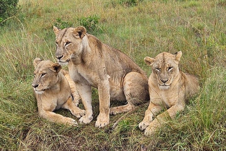 Explore Nairobi’s Urban Wilderness and Cultural Treasures: National Park, Giraffe Centre & Beads Factory Tour photo 3