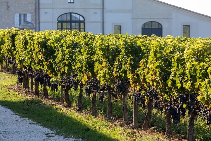 Private Wine Tour in Malta — Dingli Cliffs, Mdina & Marsovin Tasting photo 2