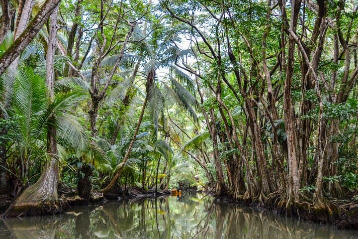 Private Northern Tour: Indian River, Cold Soufriere & Fort Shirley in Dominica