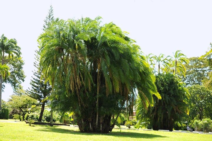 Private Roseau Tour: Botanical Gardens, Trafalgar Falls & Morne Bruce photo 3