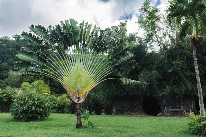 Private Roseau Tour: Botanical Gardens, Trafalgar Falls & Morne Bruce photo 6
