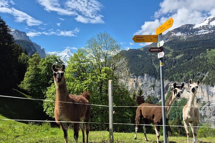 Wengen Countryside Walk: Easy Family Hike, Raclette & Alpine Views photo 2