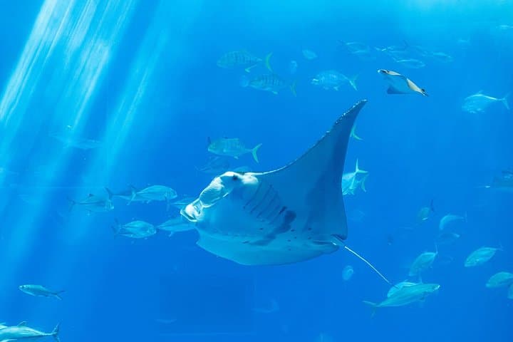 Private Stingray City Tour & Coral Gardens Snorkel from George Town photo 3