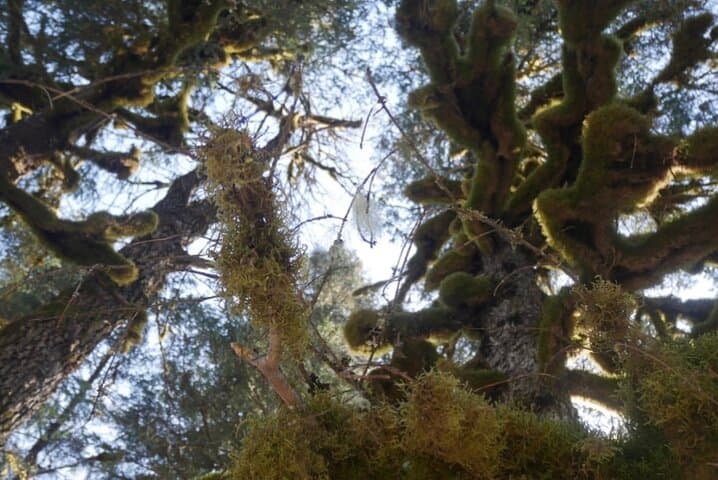 Tonsina Beach Guided Hike: Seward Shoreline, Forest & WWII History photo 4
