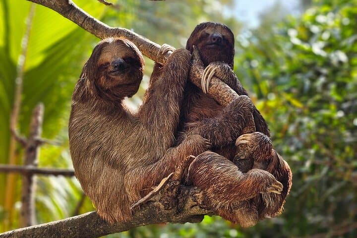Roatan Wildlife Adventure and West Bay Beach Day Trip