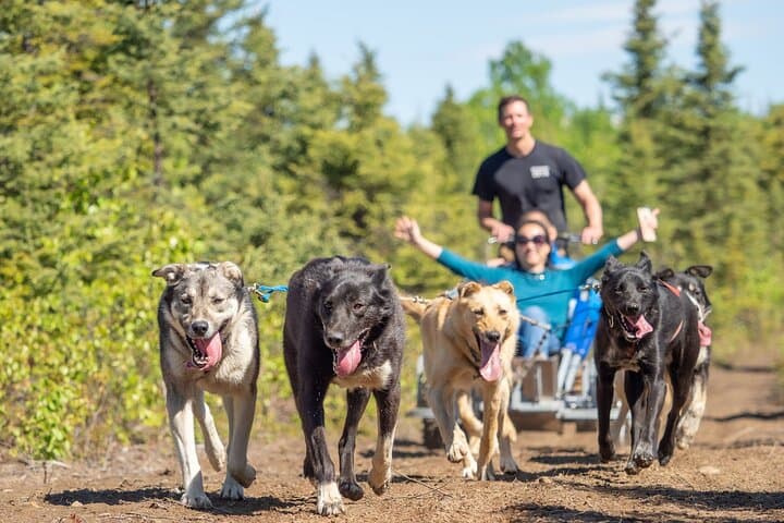 Anchorage to Willow Sled Dog Adventure: Ride with Iditarod Huskies