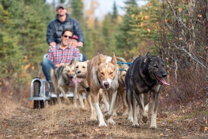 Anchorage to Willow Sled Dog Adventure: Ride with Iditarod Huskies photo 2