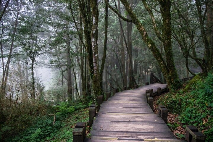 Alishan Day Tour from Taichung: Ancient Trees, Sea of Clouds & Tribal Culture photo 4