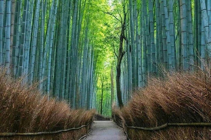 Private 12-Hour Kyoto Tour from Nagoya — Private Car with English Driver photo 3