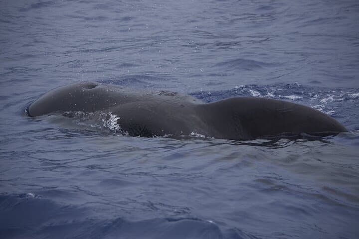 RIB Dolphin and Whale Watching Off Funchal: High-Speed Wildlife Tours in Madeira photo 3