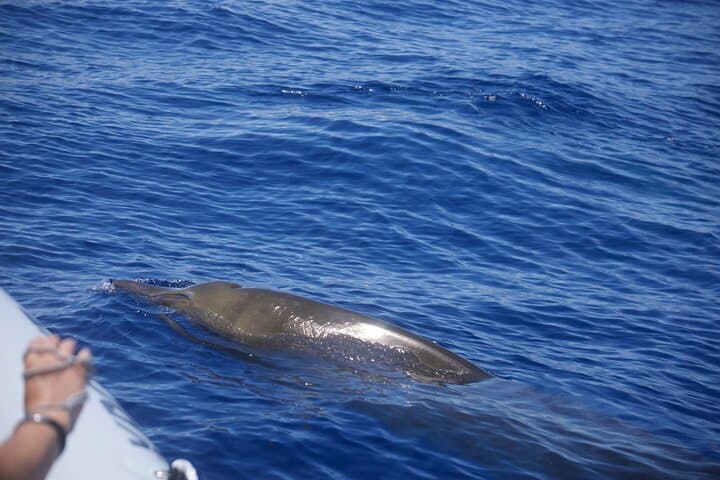 RIB Dolphin and Whale Watching Off Funchal: High-Speed Wildlife Tours in Madeira photo 5
