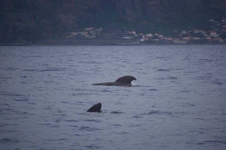 RIB Dolphin and Whale Watching Off Funchal: High-Speed Wildlife Tours in Madeira photo 6