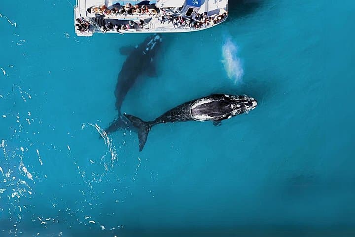 Marine Big 5 Safari from Gansbaai: Dyer Island Boat Trip & Penguin Sanctuary photo 1