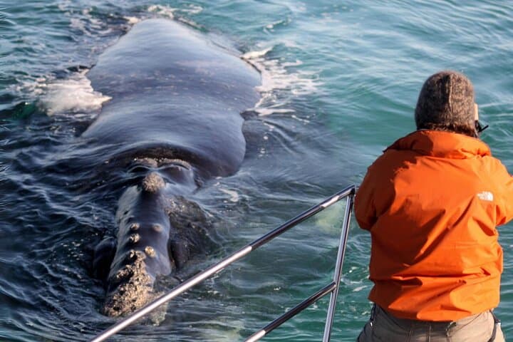 Marine Big 5 Safari from Gansbaai: Dyer Island Boat Trip & Penguin Sanctuary photo 2