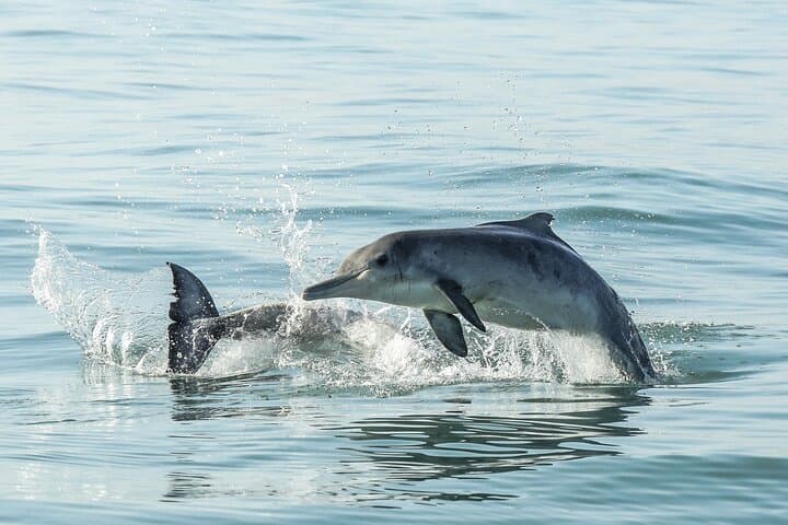 Marine Big 5 Safari from Cape Town: Dyer Island Wildlife Cruise photo 3