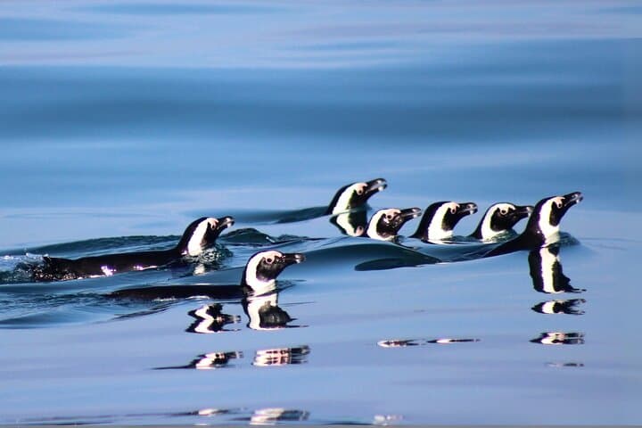 Marine Big 5 Safari from Cape Town: Dyer Island Wildlife Cruise photo 5