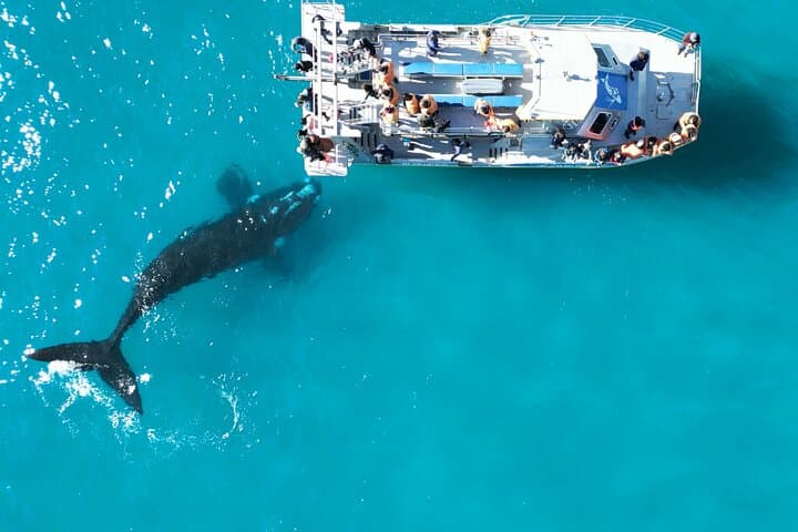 Marine Big 5 Safari from Cape Town: Dyer Island Wildlife Cruise