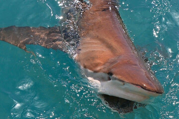 Marine Big 5 Safari from Cape Town: Dyer Island Wildlife Cruise photo 6