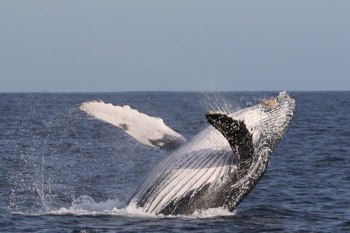 Marine Big 5 Safari from Cape Town: Dyer Island Wildlife Cruise photo 4