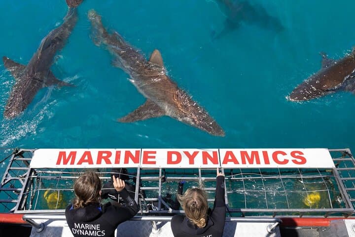 Gansbaai Shark Cage Diving from Hermanus — Shark Alley Day Trip